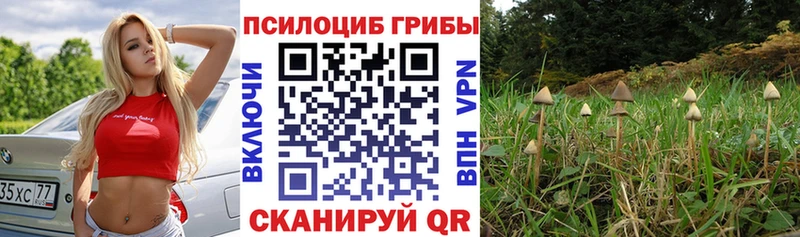 Купить закладки  Болхов  Псилоцибиновые грибы мицелий 